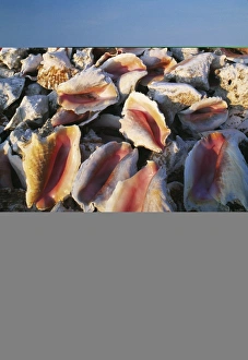 Seashell Images Stampe: Conch shells