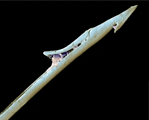 Scanning Electron Micrograph SEM Stampe: Cone shell harpoon, SEM