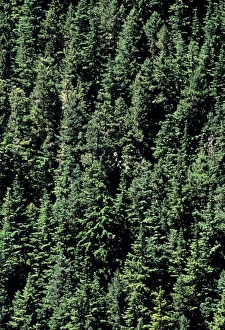Evergreen Trees Stampe: Coniferous forest