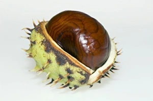 Aesculus Hippocastanum Stampe: Conker