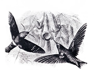 Wild Animal Illustration Stampe: Convergent evolution