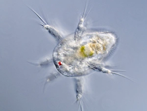 Light Micrograph Images Stampe: Copepod larva, light micrograph