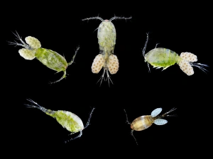 Immagini datate 2010 gennaio: Copepods