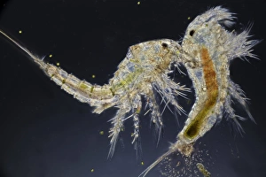 Aquatic Invertebrates Stampe: Copepods