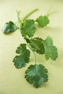 Stampe di Coriandolo (Corandrum sativum). Questo piante è un membro della famiglia di lattuga (Apiaceae) e viene utilizzato come condimento per il cibo Immagini datate 2005: Coriander