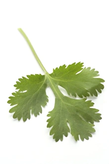 Botanical Photography Stampe: Coriander leaf