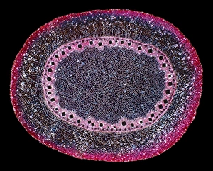 Polarised Light Microscopy Stampe: Corn (Zea mays) root, light micrograph