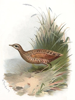Archibald Thorburn Artwork Stampe: Corncrake, historical artwork