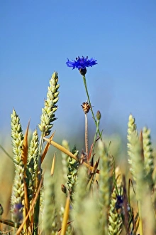 Centaurea Cyanus Stampe: Cornflower (Centaurea cyanus)
