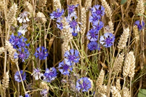 Cornflowers In Cornfield Stampe: Cornflowers (Centaurea cyanus)