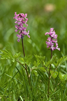 Slovenia Nature Photography Stampe: Corydalis intermedia
