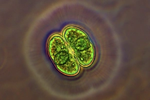 Immagini datate 8 marzo 2013: Cosmorazio Desmidi, luce micrografia