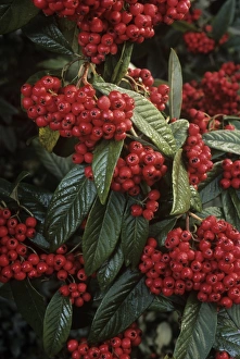 Autumn Foliage Images Stampe: Cotoneaster Cornubia