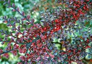 Red Berries In Autumn Stampe: Cotoneaster (Cotoneaster horizontalis)
