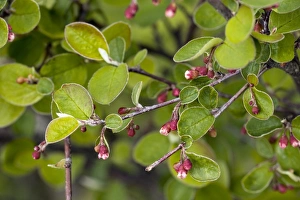 Stampa con cornice : Cotoneaster integrerra Stampa con cornice : Cotoneaster integrerra
