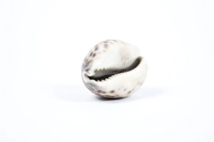 Seashell Collection Stampe: Cowrie shell