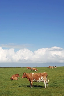 Cows In A Field Stampe: Cows in a field