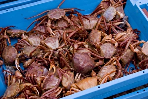 Stampe di Granchi di acqua salata in un contenitore sul molo di una pescheria spagnola Immagini datate 2010 giugno: Gamberi sul molo