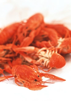 Crustacean Cuisine Recipes Stampe: Crayfish
