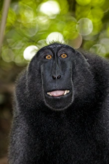 Stampe di Il macaco nero con cresta (Macaca nigra) fa bocca aperta Immagini datate 2009 settembre: Macaco nero con bocca che fa smacuccare