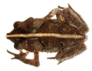 Amazon Rainforest Ecuador Stampe: Crested forest toad