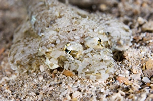 Defensive Animal Behavior Stampe: Crocodile fish