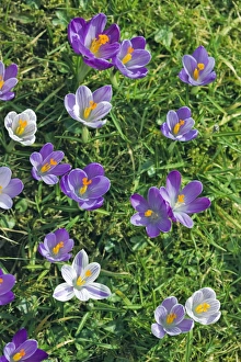 Crocus Flowers Stampe: Crocus sp