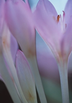 Spring Flowering Plants UK Stampe: Crocuses