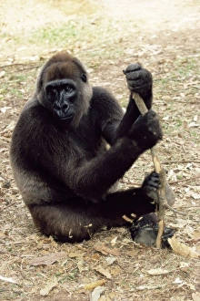 African Primate Conservation Stampe: Cross river gorilla