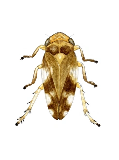 Invertebrate Biology Stampe: Cuckoo spit