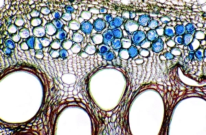 Vascular Bundle Structure Stampe: Cucumber stem, light micrograph