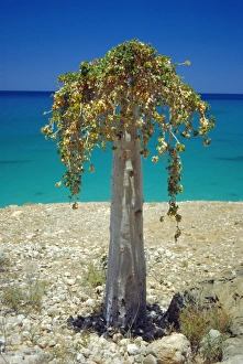 Isolated Plant Life Stampe: Cucumber tree