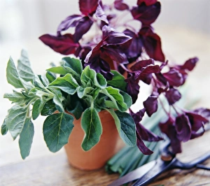 Aromatic Plant Photography Stampe: Culinary herbs