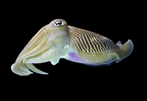 Cuttlefish Underwater Stampe: Cuttlefish
