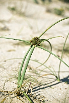 Algarve Landscape Photography Stampe: Cyperus capitatus