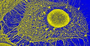 Stampe di Citoscheletro. Immagine a rilievo eletttronico colorato (SEM) del citoscheletro di una cellula della pelle umana. La nucleo cellulare è ovale Immagini datate 11 luglio 2011: Fibra citoplasmica, SEM