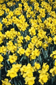 Garden Flowers UK Stampe: Daffodils