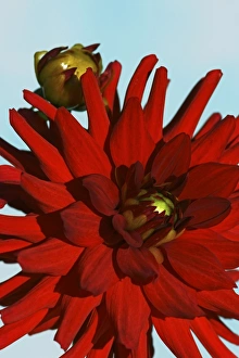 Summer Garden Flowers UK Stampe: Dahlia Apache