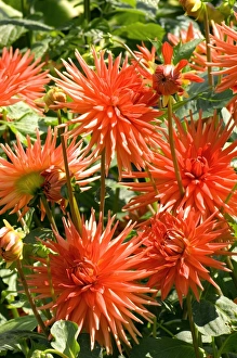 Dahlia Flowers Stampe: Dahlia Banker