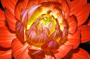 Colorful Garden Flowers Stampe: Dahlia Taratahi Ruby