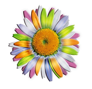 Daisy Flower Stampe: Daisy