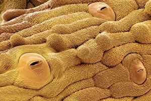 Guard Cells Function Stampe: Daisy leaf surface, SEM