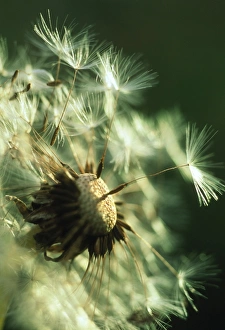 Dandelion Seeds Stampe: Dandelion clock
