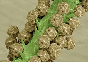 Stampe di Farina di tarassaco (Taraxacum officinale). Immagine scannica colore del microscopio elettronico mostrando grani poleni (round) sullo stilo della fioritura di un fiore di tarassaco Immagini datate 2011 maggio: Polleni di felce d'Inverno - SEM