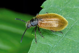 Darkling Beetle Stampe: Darkling beetle on a leaf