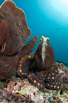 Common Reef Octopus Stampe: Day octopus