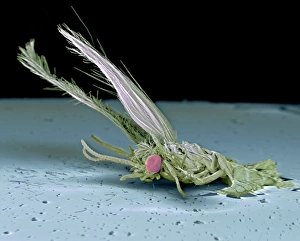 Stampe di Mosca morta. Immagine a microscopio elettronegativo colorato (SEM) di un'ape non identificata (ordine Diptera) uccisa dall'impatto con una lampada del parabriso dell'autobus Immagini datate 2006 settembre: Mosca morta, SEM
