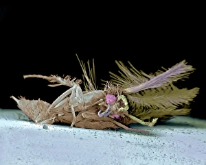 Stampe di Mota morta. Immagine a raggi X di colore dello scanner elettronico (SEM) di una farfalla non identificata (ordine Lepidoptera) che è stata uccisa dall'impatto con un fanale della vettura Immagini datate 2006 settembre: Morta farfalla, SEM