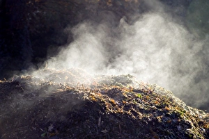 Stampe di La decomposizione. L'acqua vapore che sale dal materiale organico decadente su un cumulo di compost attivo e caldo Immagini datate 2006 agosto: Decomposition