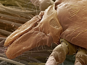 Stampe di Cara zecchina. Immagine a colorazione del microscopio elettronegativo (SEM) della testa di una zecchinetta (Ixodes ricinus), un parassita che si nutre del sangue degli animali e dell'uomo Immagini datate 2001: Cara zecchina, SEM